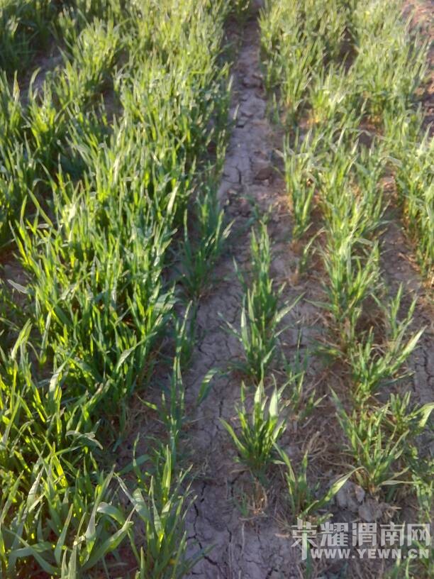 �ѳ��ؽ���ĸ߼�ͨ���֣���ֱ���ǿ�ũ����