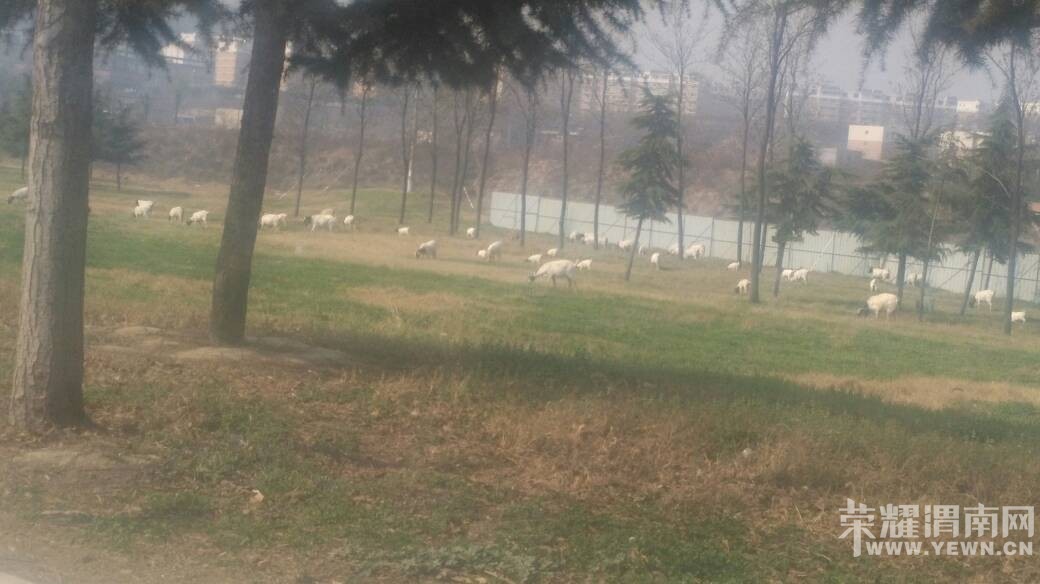 �����ڛY�ӹ�԰��ƺ�Ϸ��򣿣�������ô���ۣ�