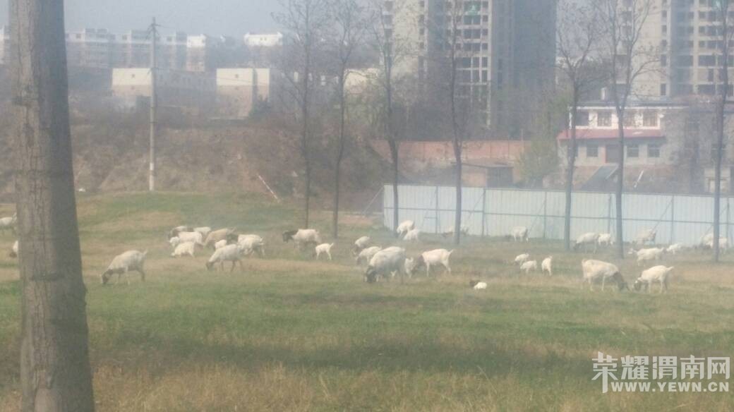 �����ڛY�ӹ�԰��ƺ�Ϸ��򣿣�������ô���ۣ�