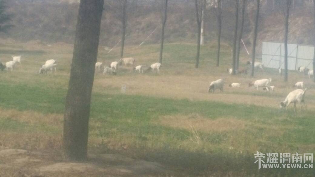 �����ڛY�ӹ�԰��ƺ�Ϸ��򣿣�������ô���ۣ�