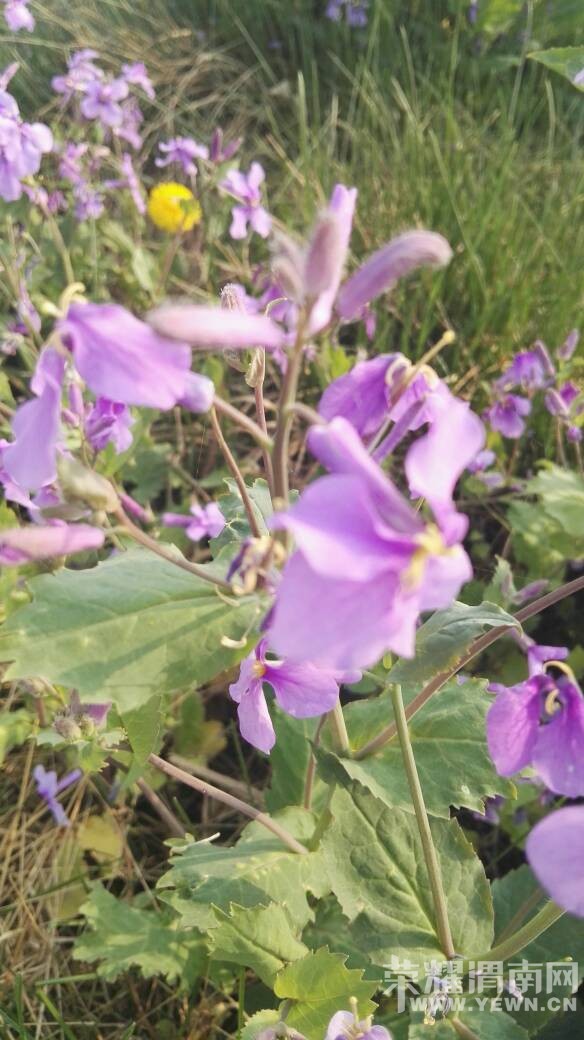 ������μ�ӱ�ȥ����������������μ��