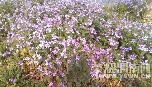 �̰���������̫����