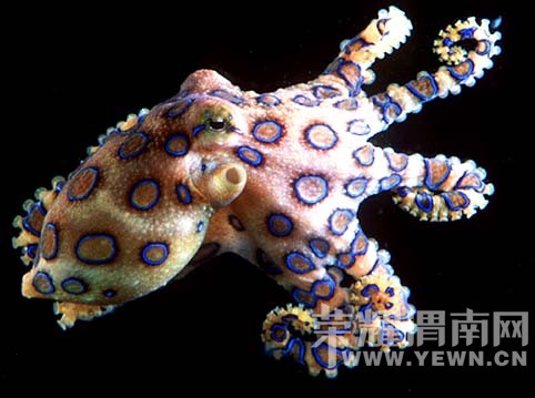 �綾�����������ϵ������� �䶾���޿���Ѫ��