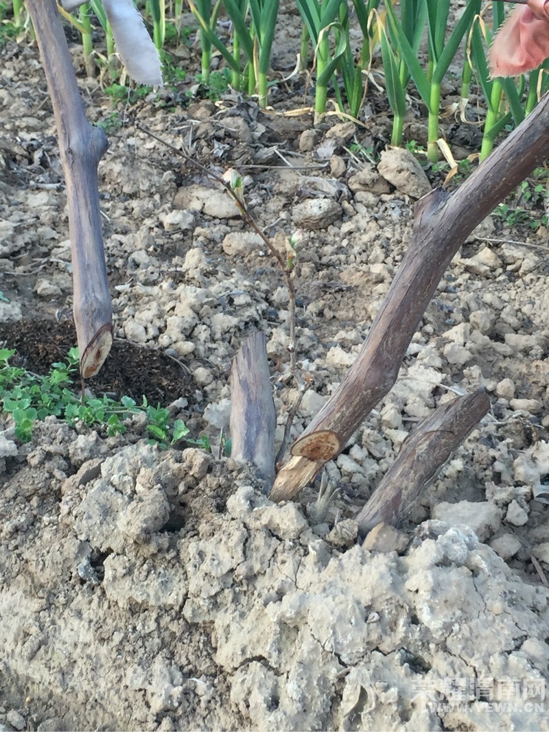 ���̣������򴺹�����������һҹ֮���޹ʱ�����173��