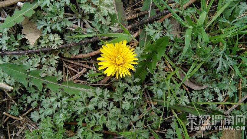 ���ϼҵ�ʱ���ĵ��ѹ�Ӣ��������������Ϥ������!