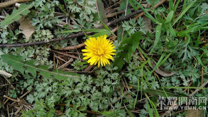 ���ϼҵ�ʱ���ĵ��ѹ�Ӣ��������������Ϥ������!