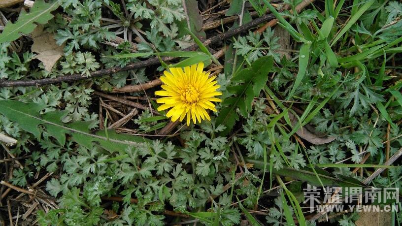 ���ϼҵ�ʱ���ĵ��ѹ�Ӣ��������������Ϥ������!