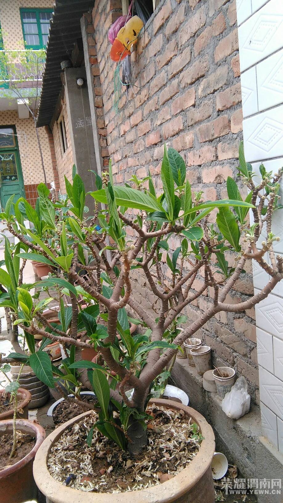 ���ϼҵ�ʱ���ĵ��ѹ�Ӣ��������������Ϥ������!