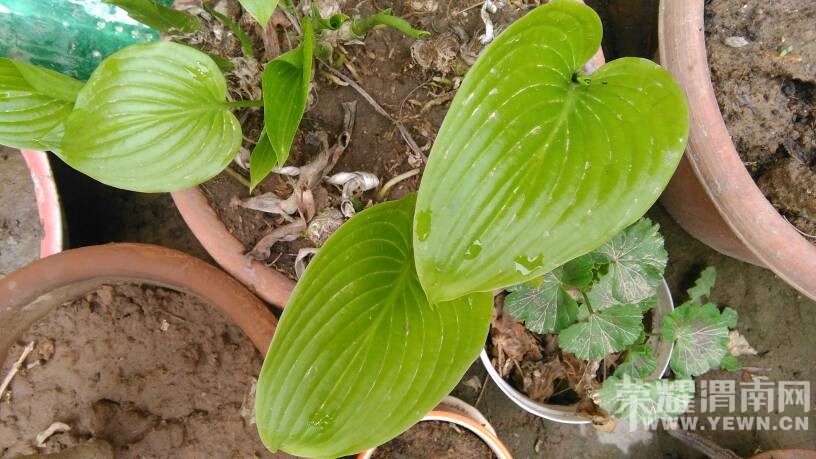 ���ϼҵ�ʱ���ĵ��ѹ�Ӣ��������������Ϥ������!