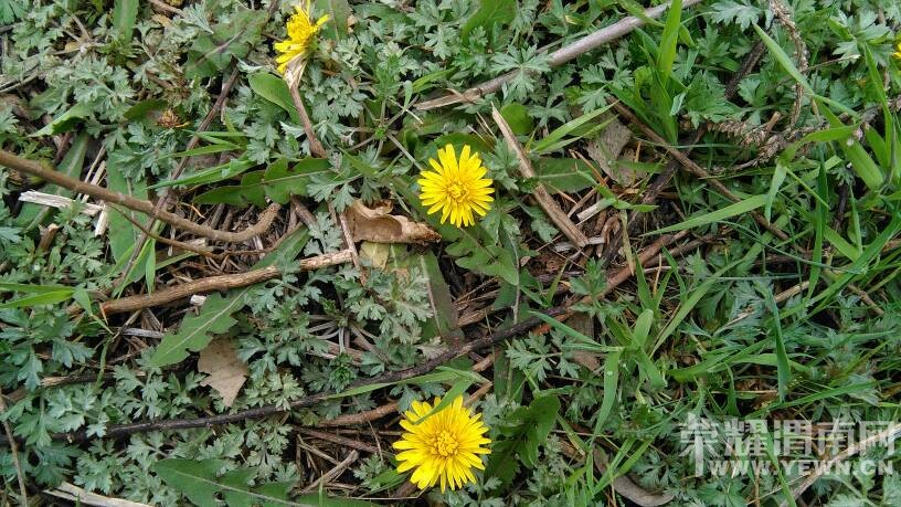 ���ϼҵ�ʱ���ĵ��ѹ�Ӣ��������������Ϥ������!