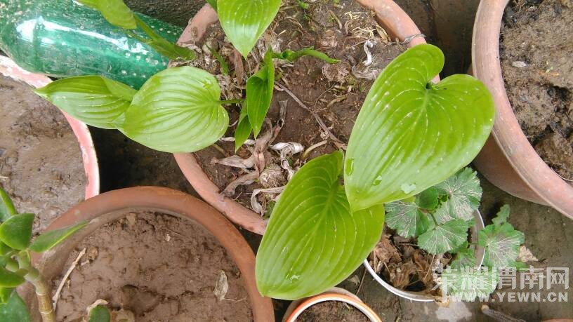 ���ϼҵ�ʱ���ĵ��ѹ�Ӣ��������������Ϥ������!