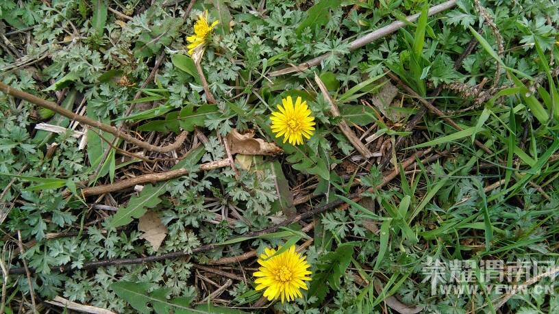 ���ϼҵ�ʱ���ĵ��ѹ�Ӣ��������������Ϥ������!