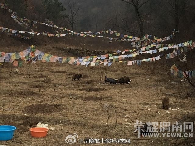 ��������400��ֻ����ͺ��ɱ����� ҧ������(ͼ)