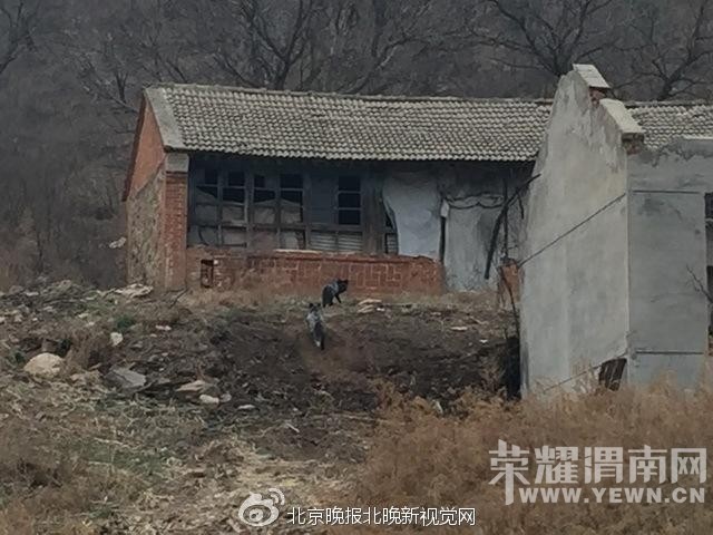 ��������400��ֻ����ͺ��ɱ����� ҧ������(ͼ)