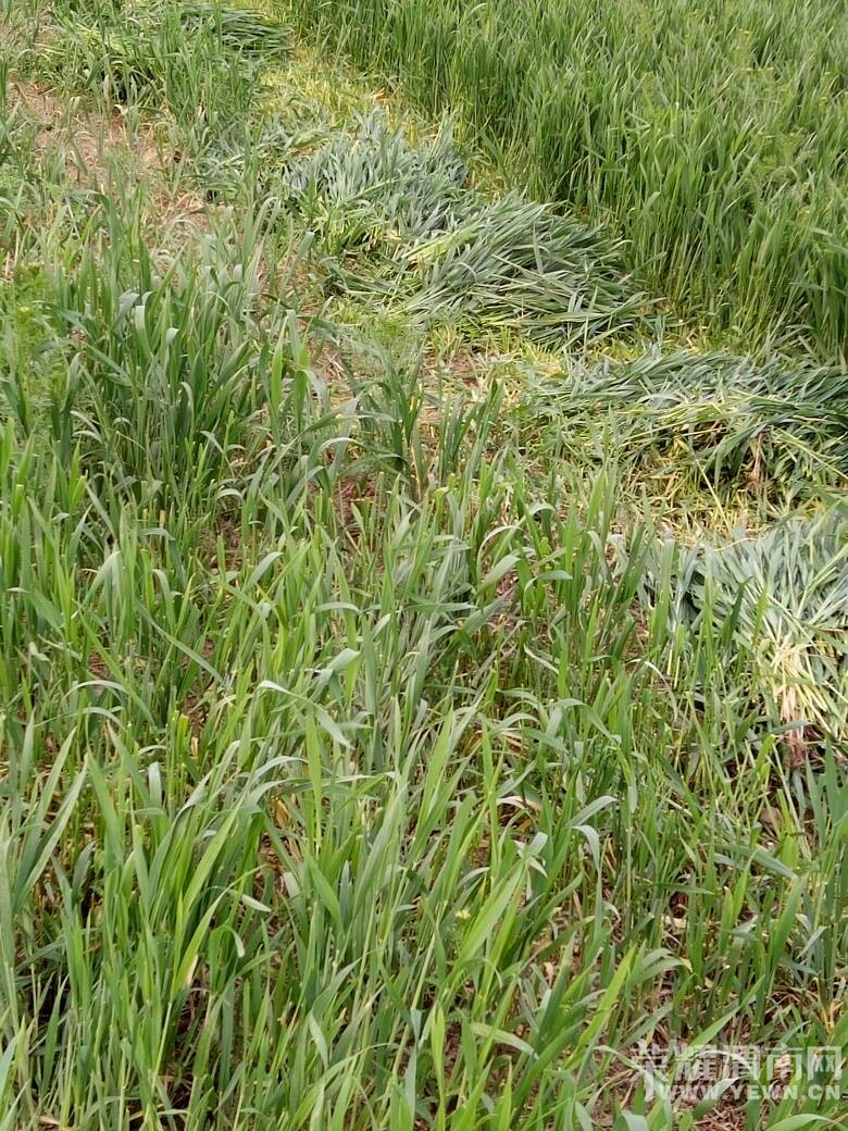 ���һ�������ˣ��ر������ˣ�ũ������ǰ����