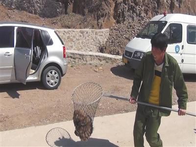 300ֻ����ɽ���ﱻ���� ɭ�ֹ����������ֻ