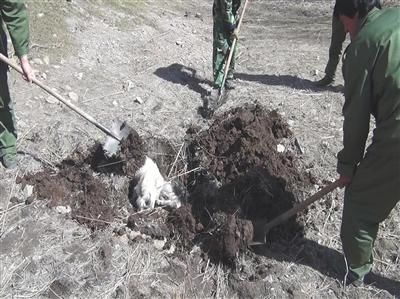 300ֻ����ɽ���ﱻ���� ɭ�ֹ����������ֻ