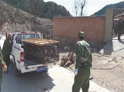 300ֻ����ɽ���ﱻ���� ɭ�ֹ����������ֻ