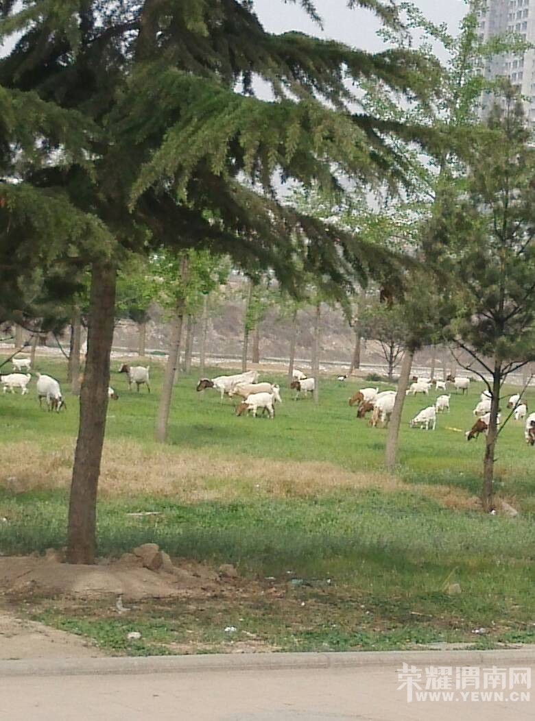 �峿�ڻҶ���ַ��԰�������������ڲ�ƺ�Ϸ�������������