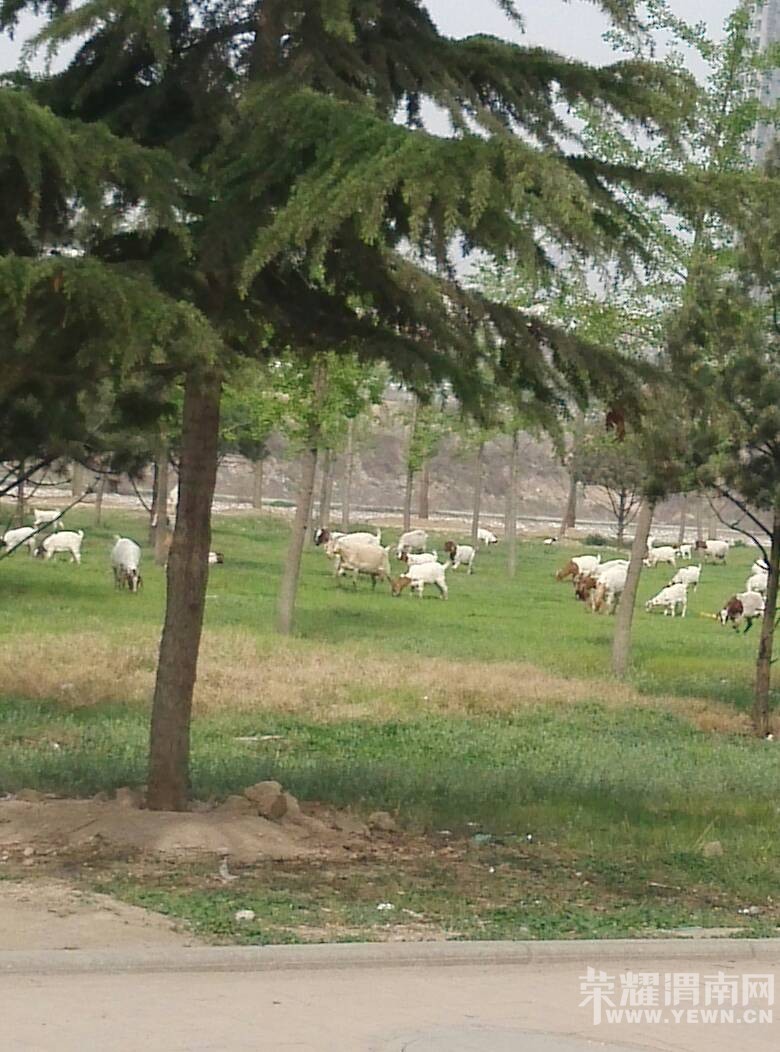 �峿�ڻҶ���ַ��԰�������������ڲ�ƺ�Ϸ�������������