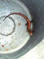 �����޳�����"�Ĳ���"����:����ȴ��4ֻ��(ͼ)