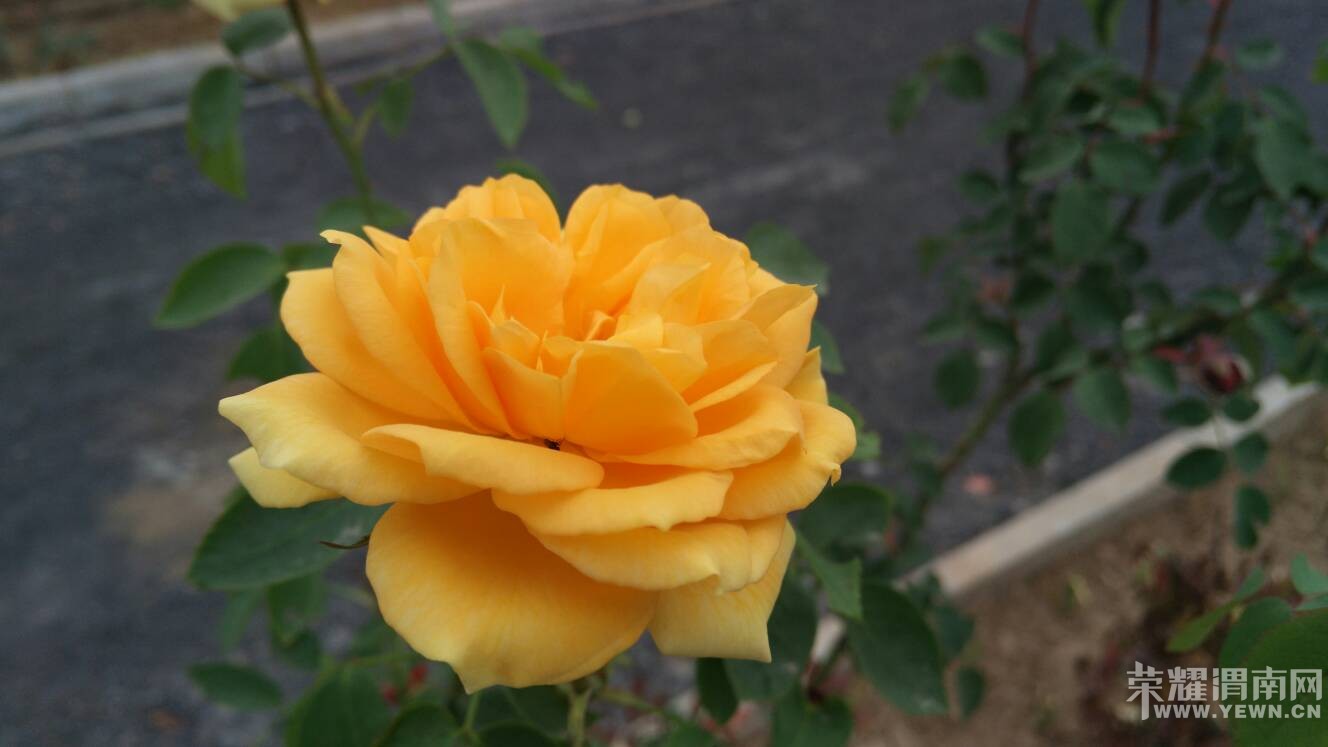 232736ixlblsms4dsnh2de.jpg