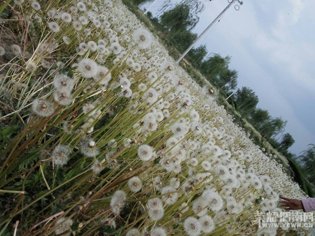 ��̲���������ѹ�Ӣ������������