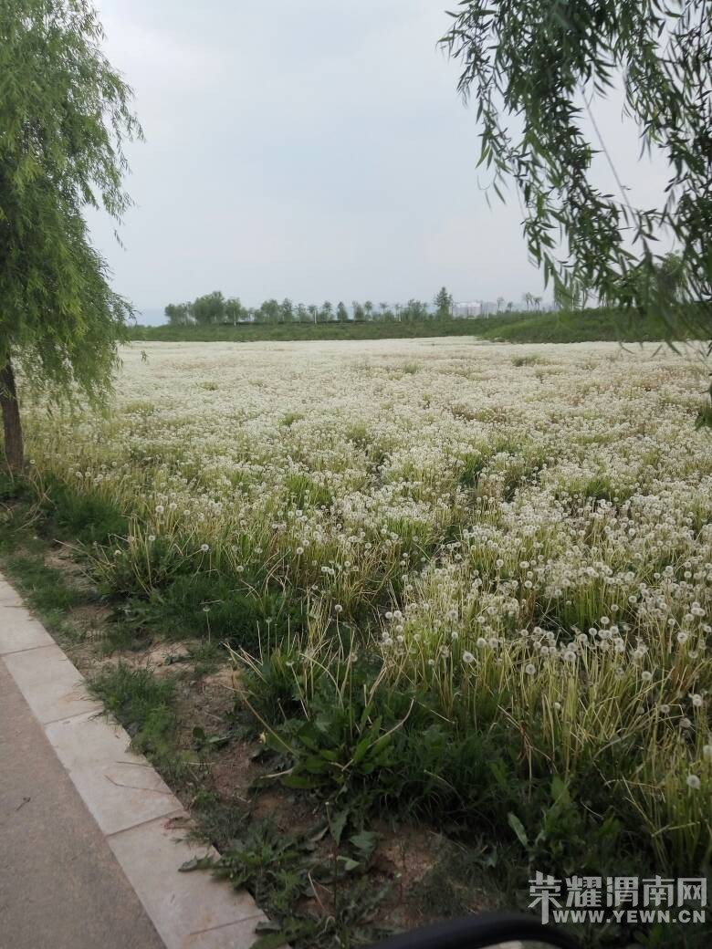 ��̲���������ѹ�Ӣ������������