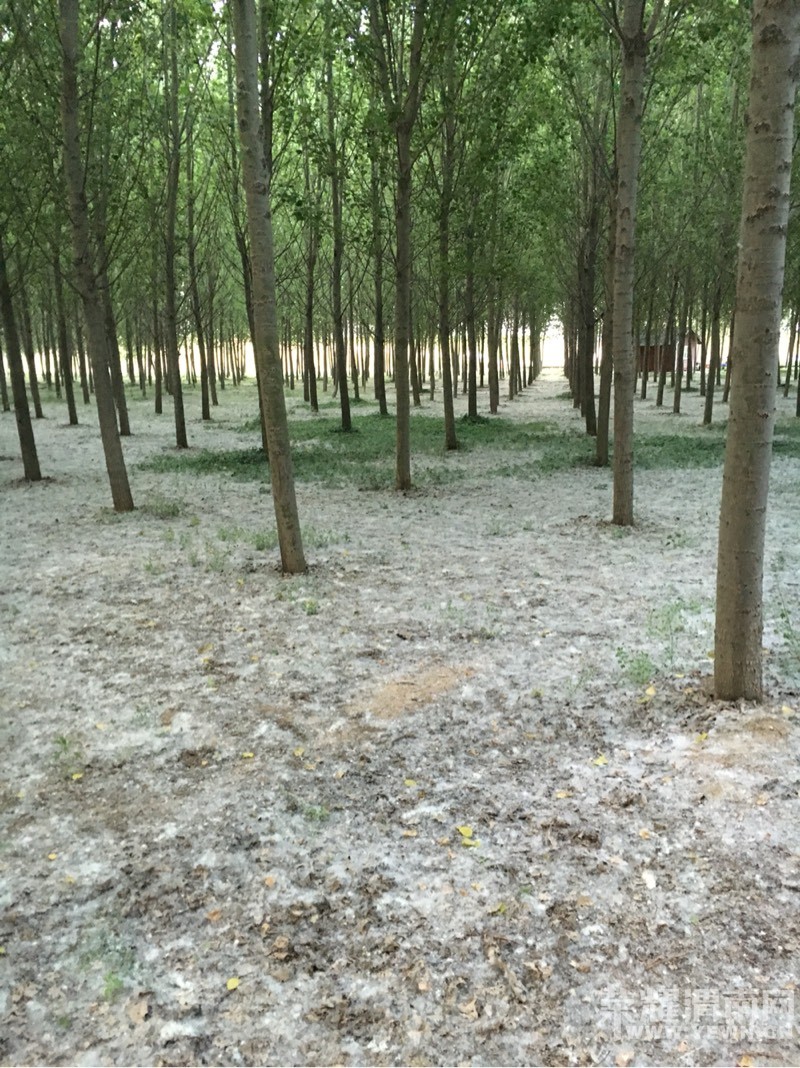 �������ģ�μ��������ȴ��ʼ����ѩ������...