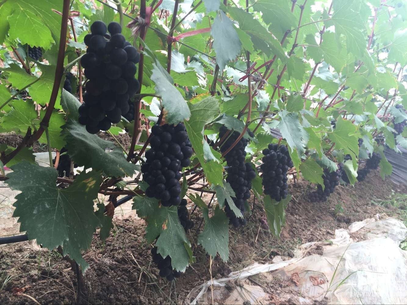 ��μ���ڶ����չ��������Ѳ�ժ����ʽ��Ļ����