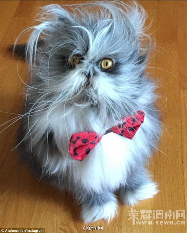 ����仰�⡿����Ǹ�è���Ǹ�����