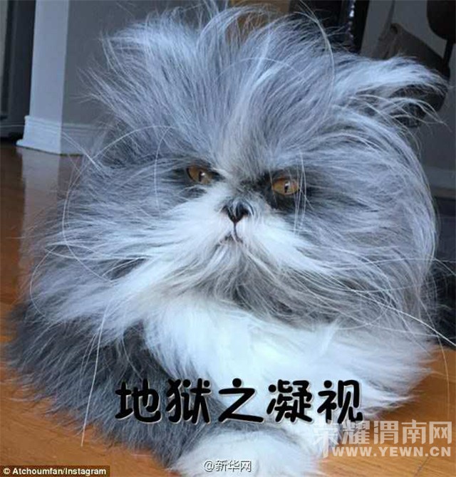 ����仰�⡿����Ǹ�è���Ǹ�����