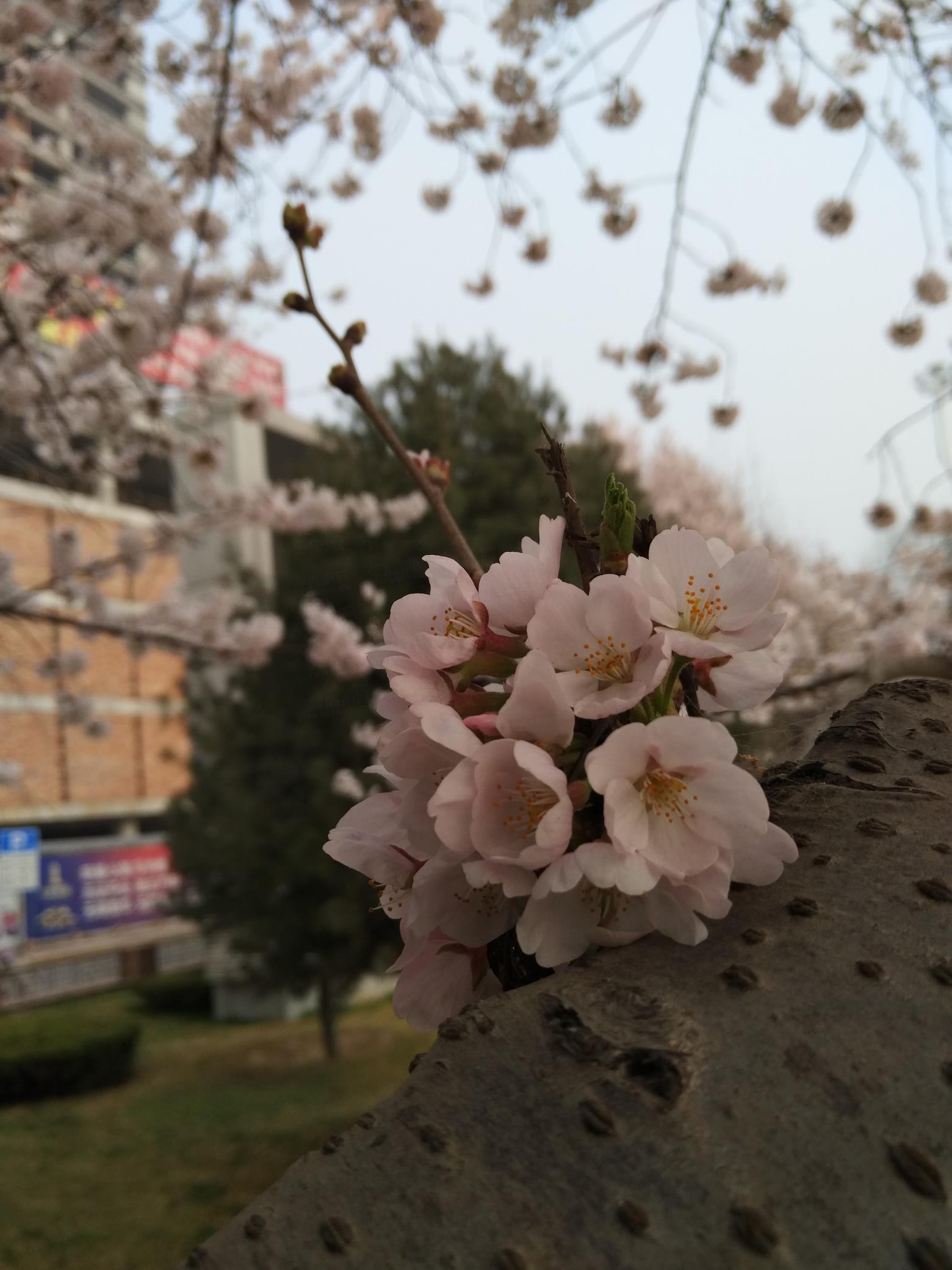 IMG_20160320_094214.jpg