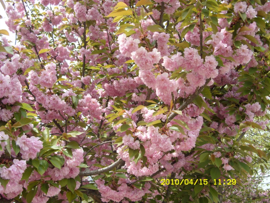 SDC11933.JPG