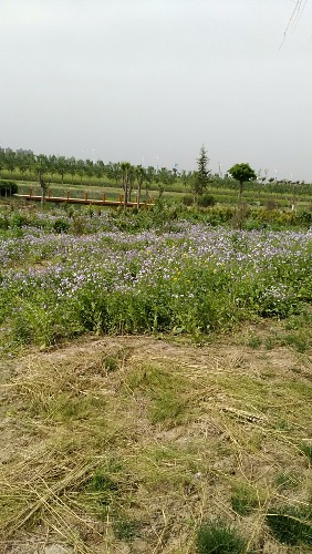 wx_camera_1492654566951.jpg