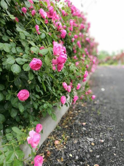 085239ky9e00qlcdanbsyy.jpg