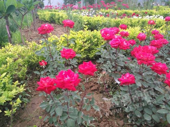 085249nqqr2gq6qrfgivfa.jpg
