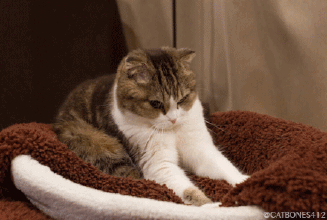 è.gif