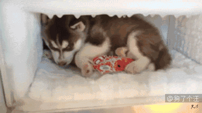 5.gif