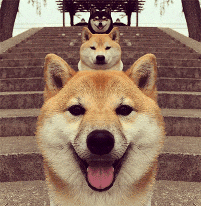 timg.gif
