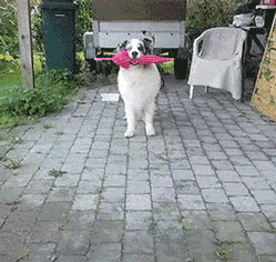 20171104_198860_1509744777109.gif
