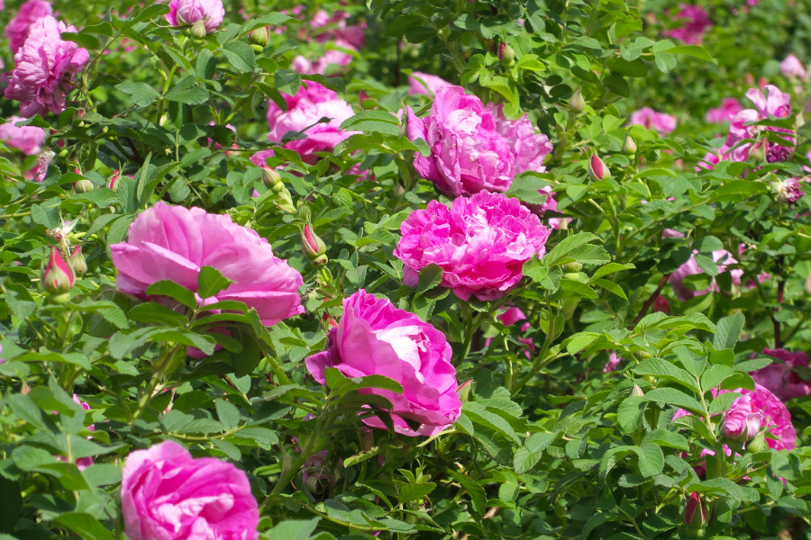 20180415_102927.jpg