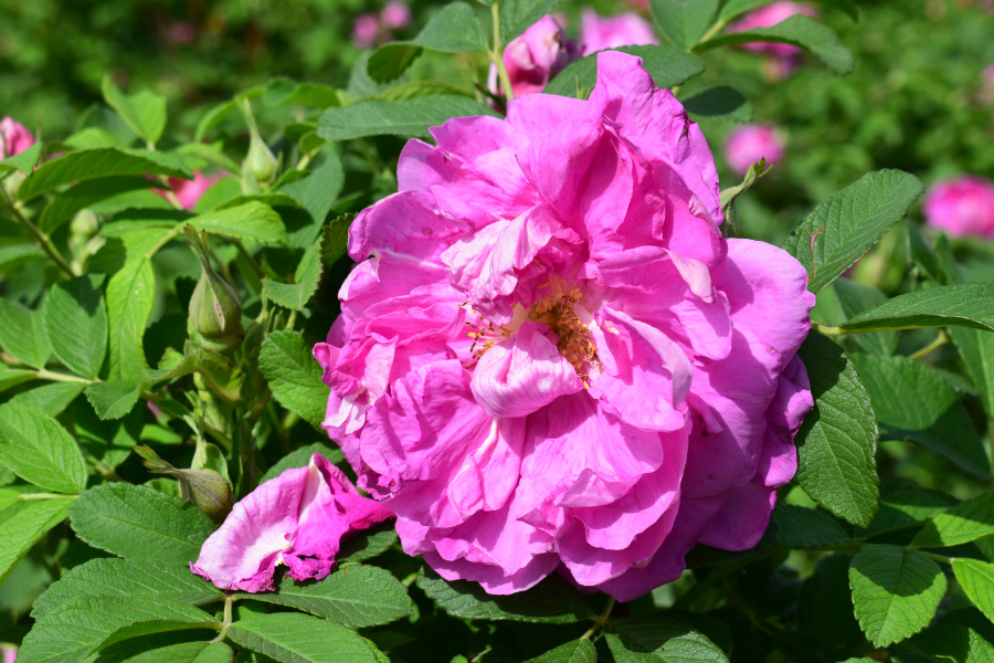 DSC_3622.JPG