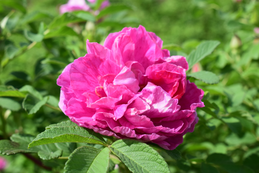 DSC_3624.JPG