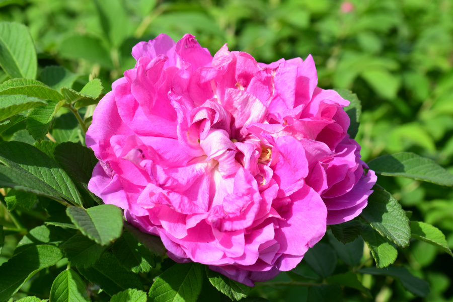 DSC_3625.JPG