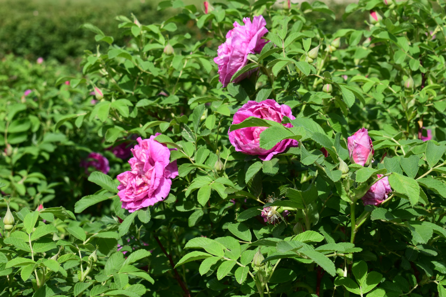 DSC_3626.JPG