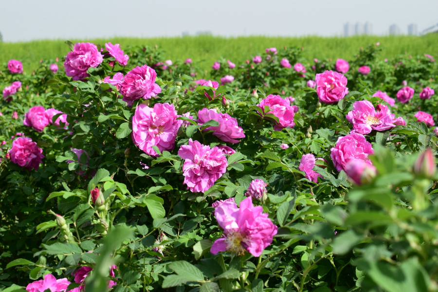 DSC_3627.JPG