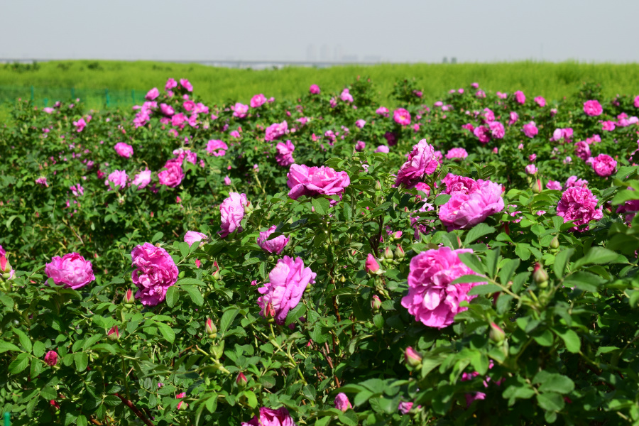 DSC_3629.JPG