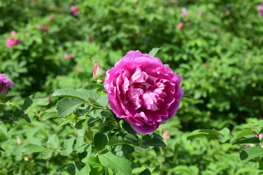 DSC_3630.JPG