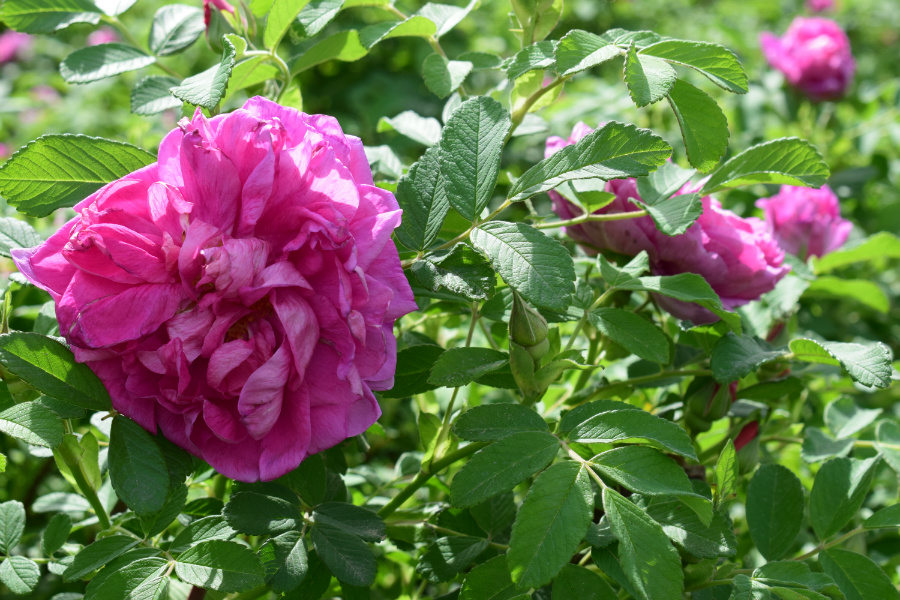 DSC_3631.JPG